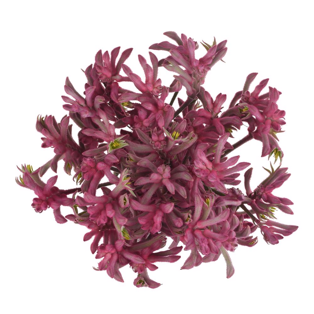 esmeralda-farms-kangaroo-paw-anigozanthos-pink-joy-3