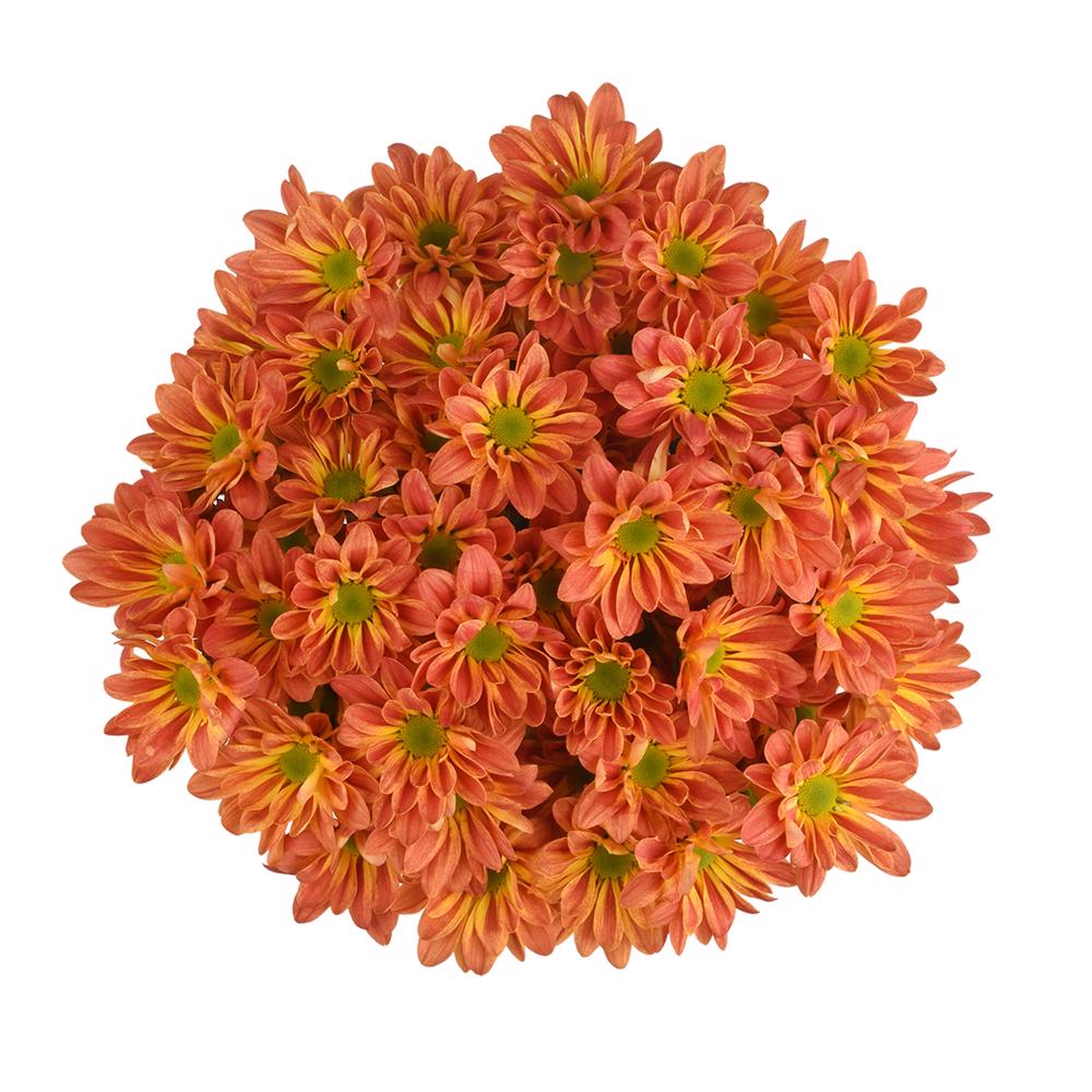 esmeralda-farms-pompon-daisy-maite-3