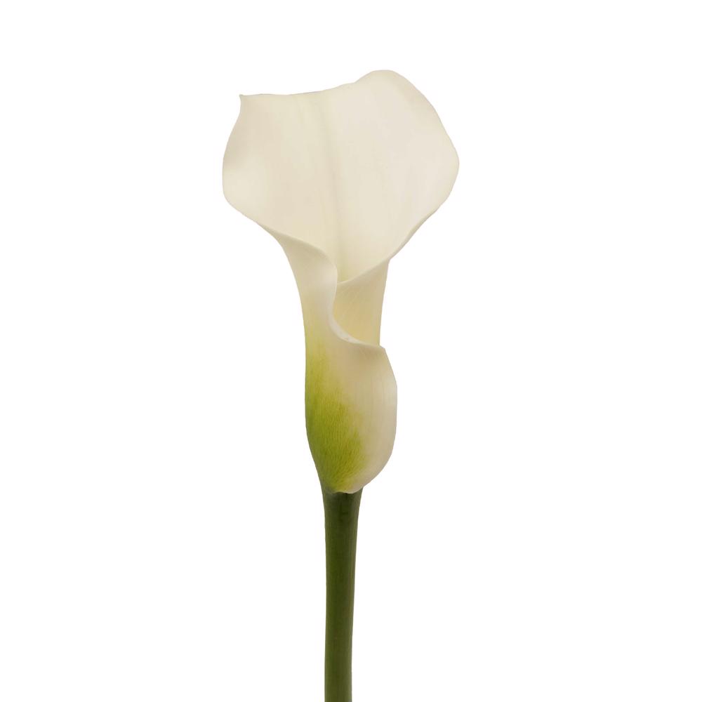 esmeralda-farms-mini-calla-lily-white-present-3