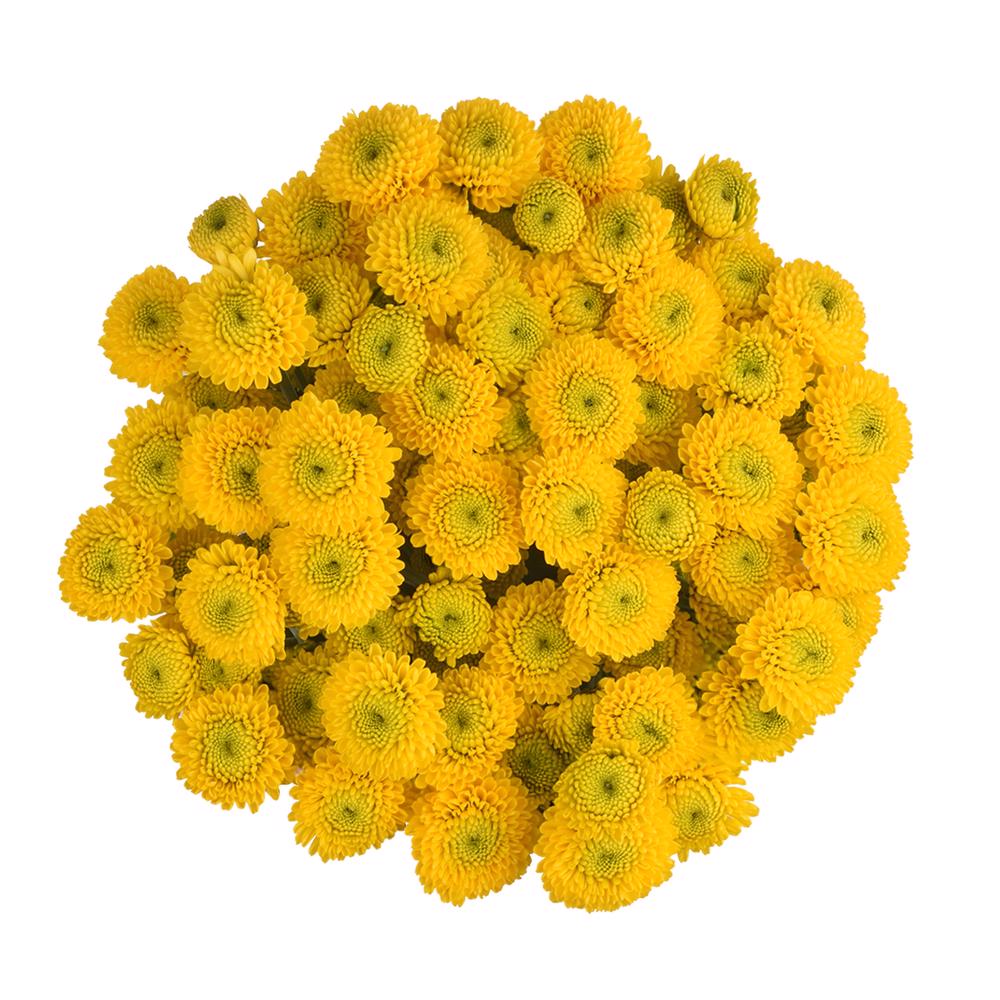 esmeralda-farms-pompon-button-paintball sunny-3