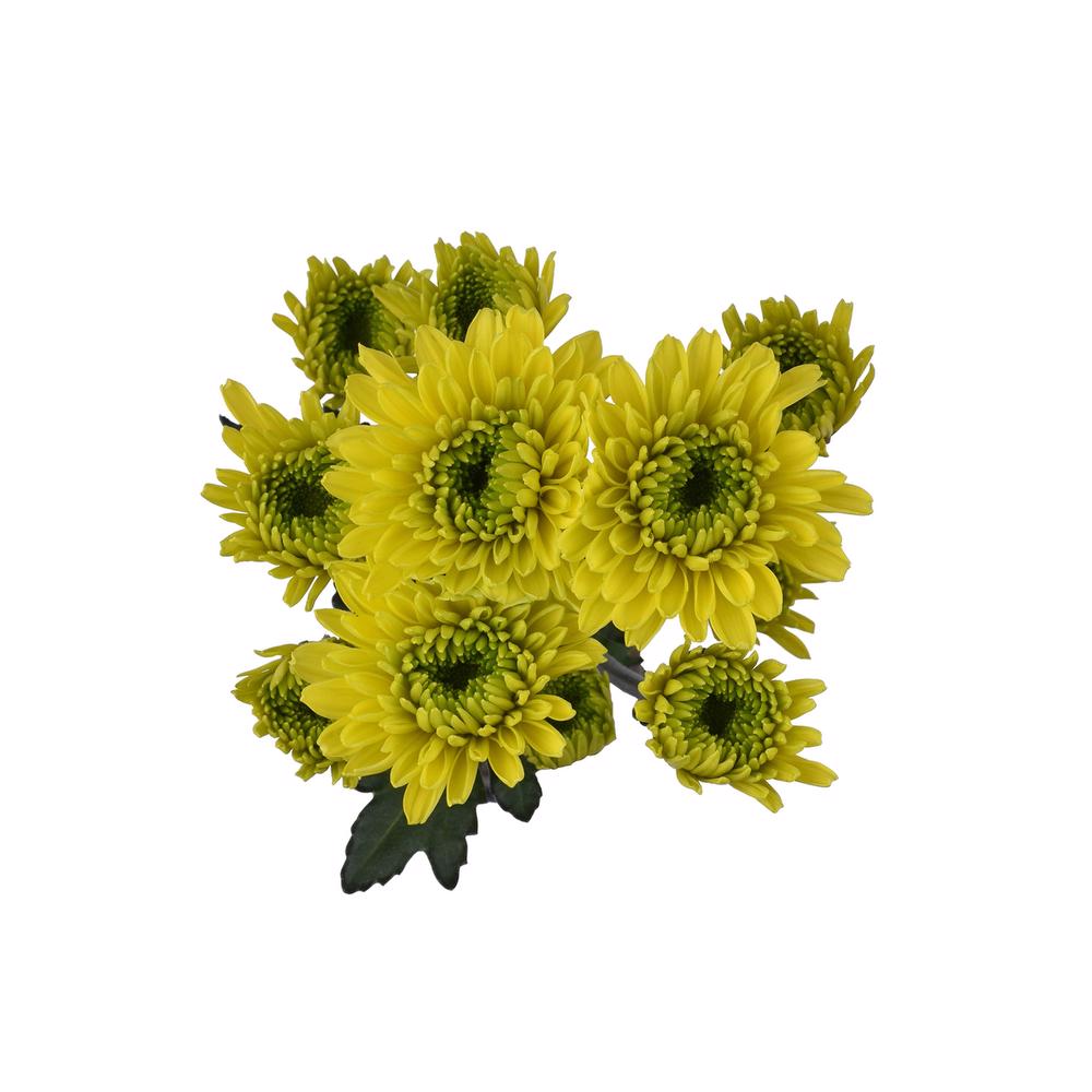 esmeralda-farms-pompon-novelty-jamaica-5