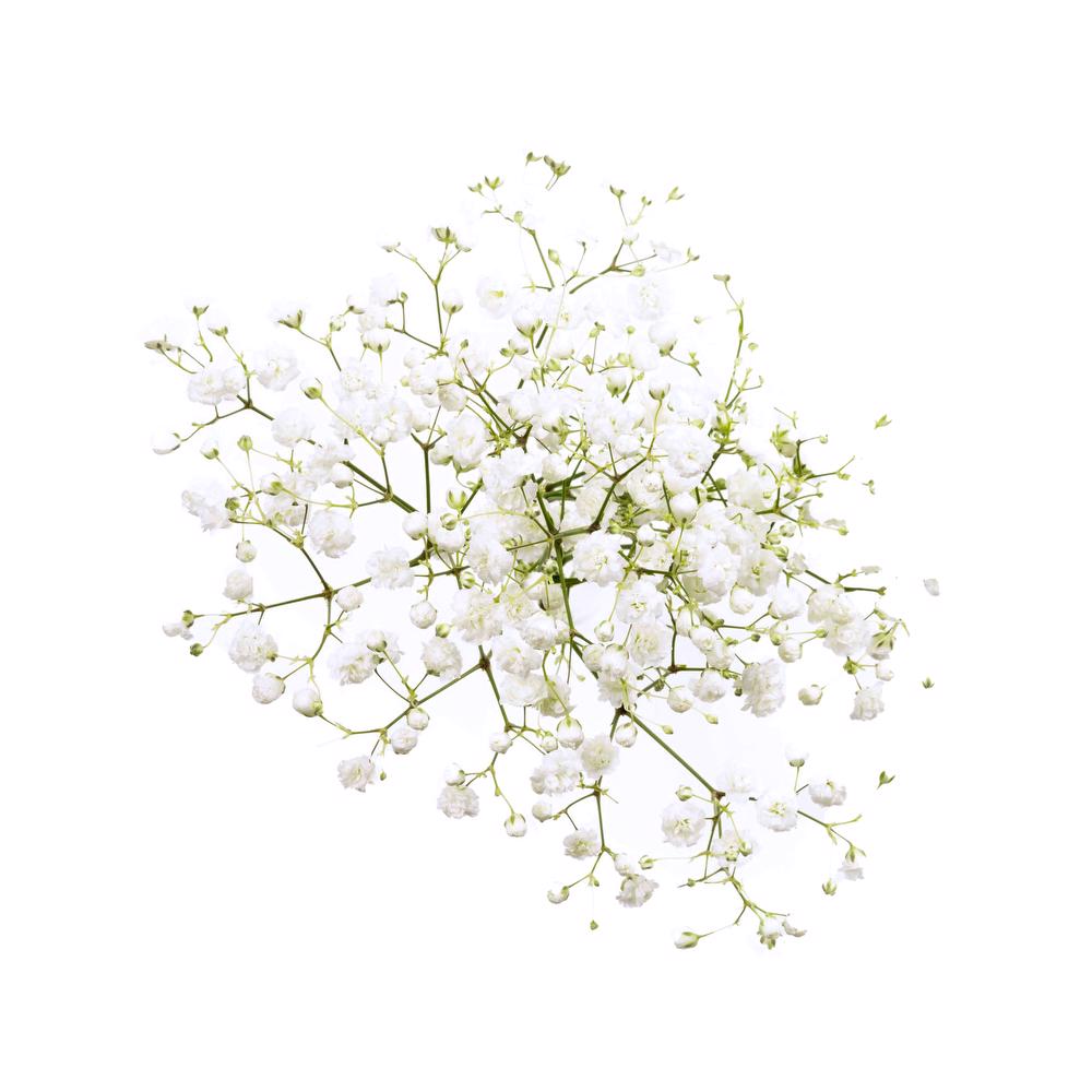 esmeralda-gypsophila-overtime-white