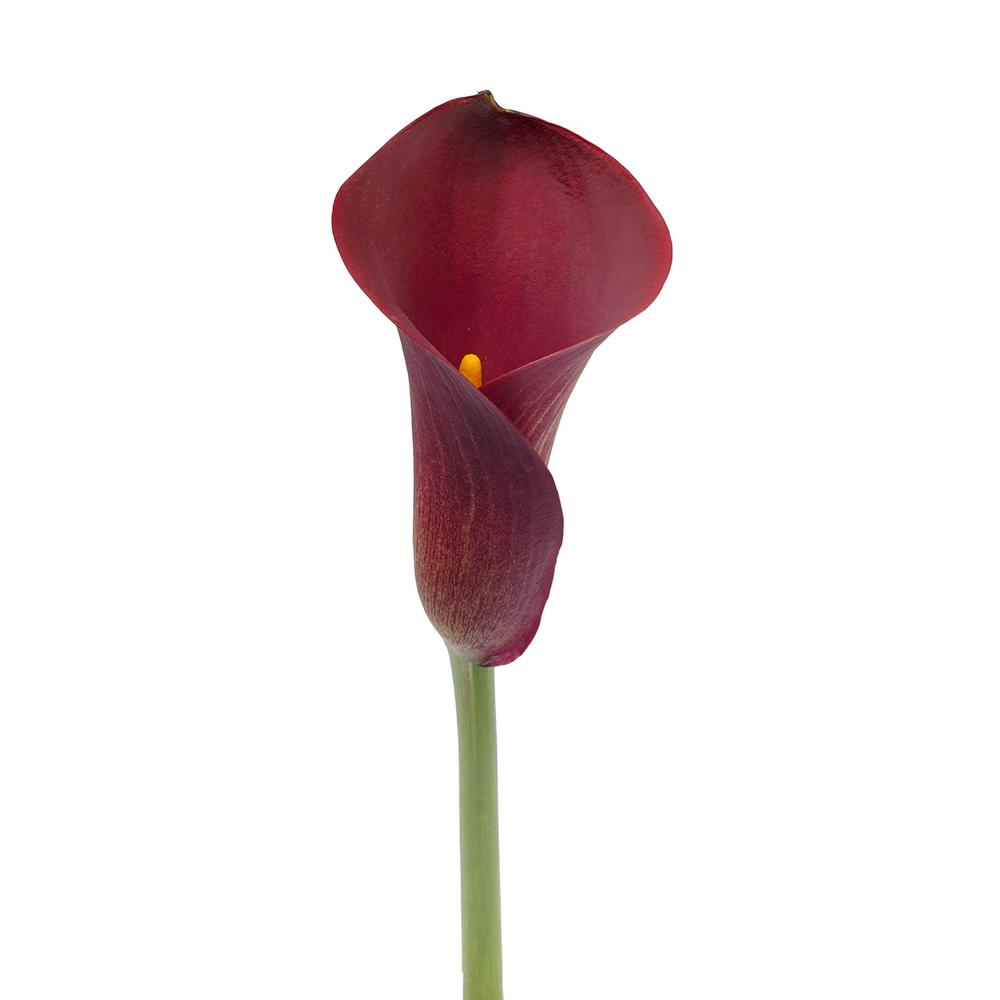 esmeralda-farms-mini-calla-lily-cherry-love-3