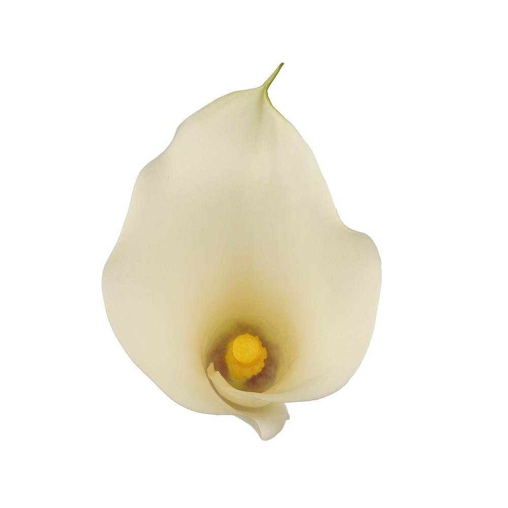 esmeralda-farms-mini-calla-lily-white-horse-4