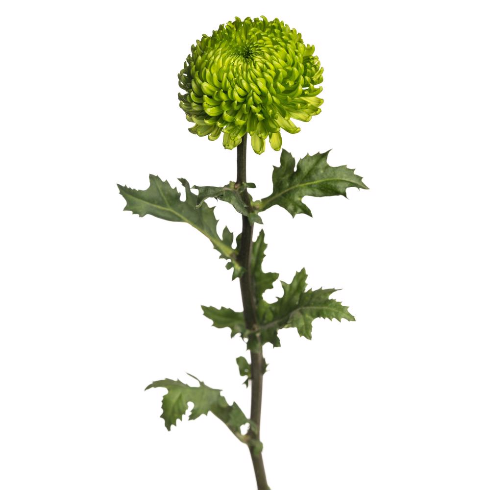 esmeralda-farms-cremon-alemani