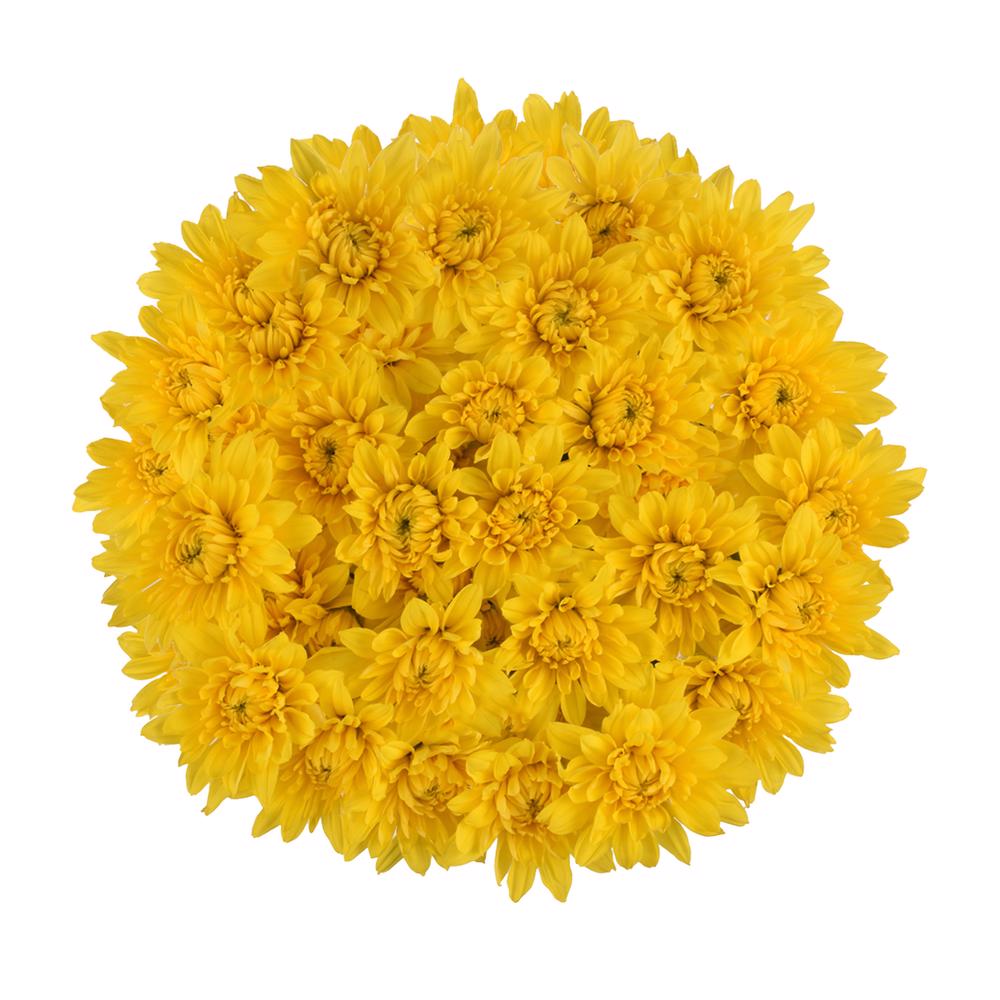 esmeralda-farms-pompon-cushion-solimar-3