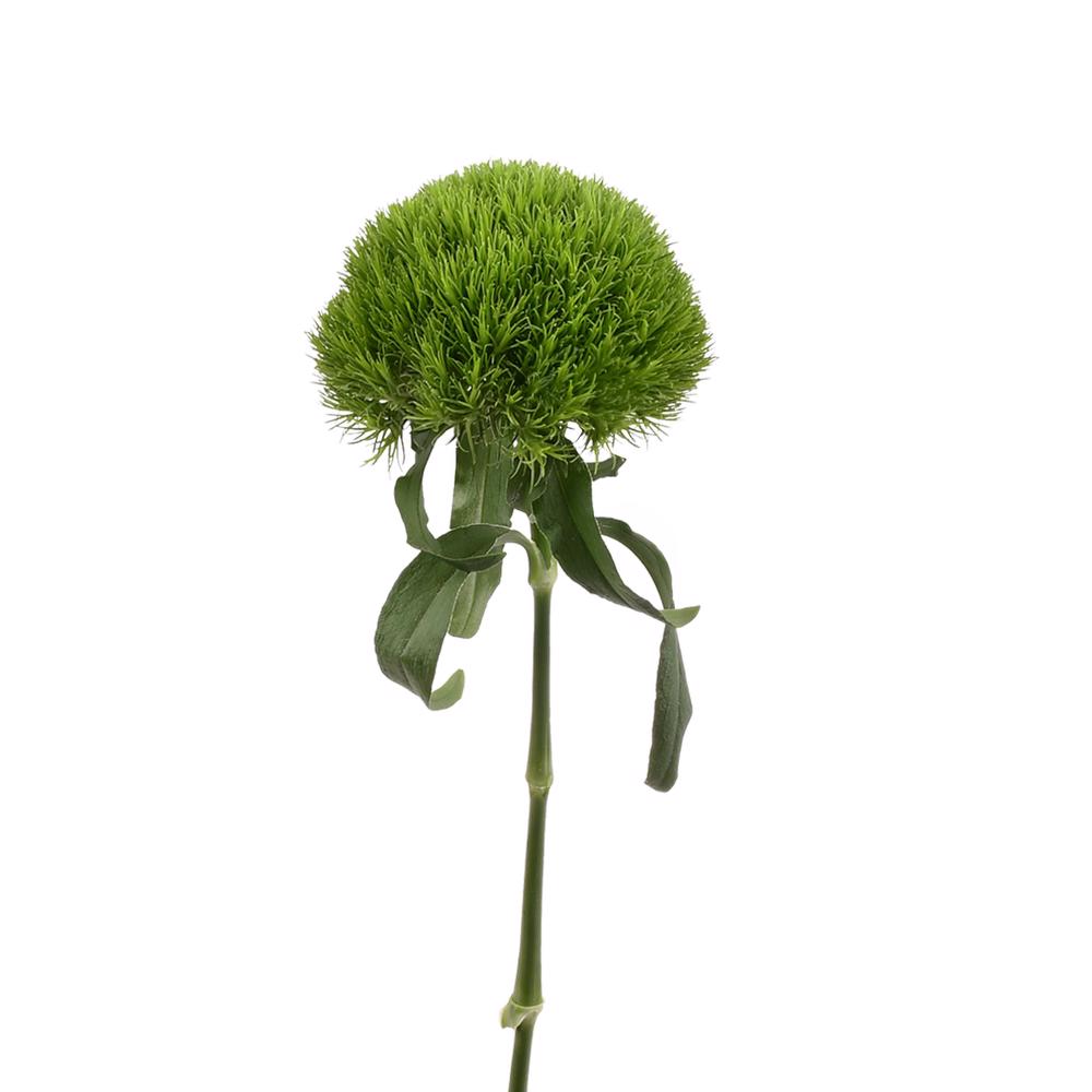 esmeralda-farms-dianthus-green-ball-kiwi-4