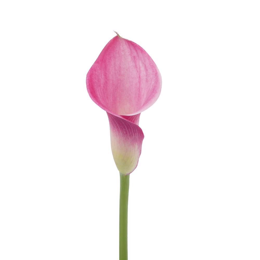 esmeralda-farms-mini-calla-lily-fantasia-3