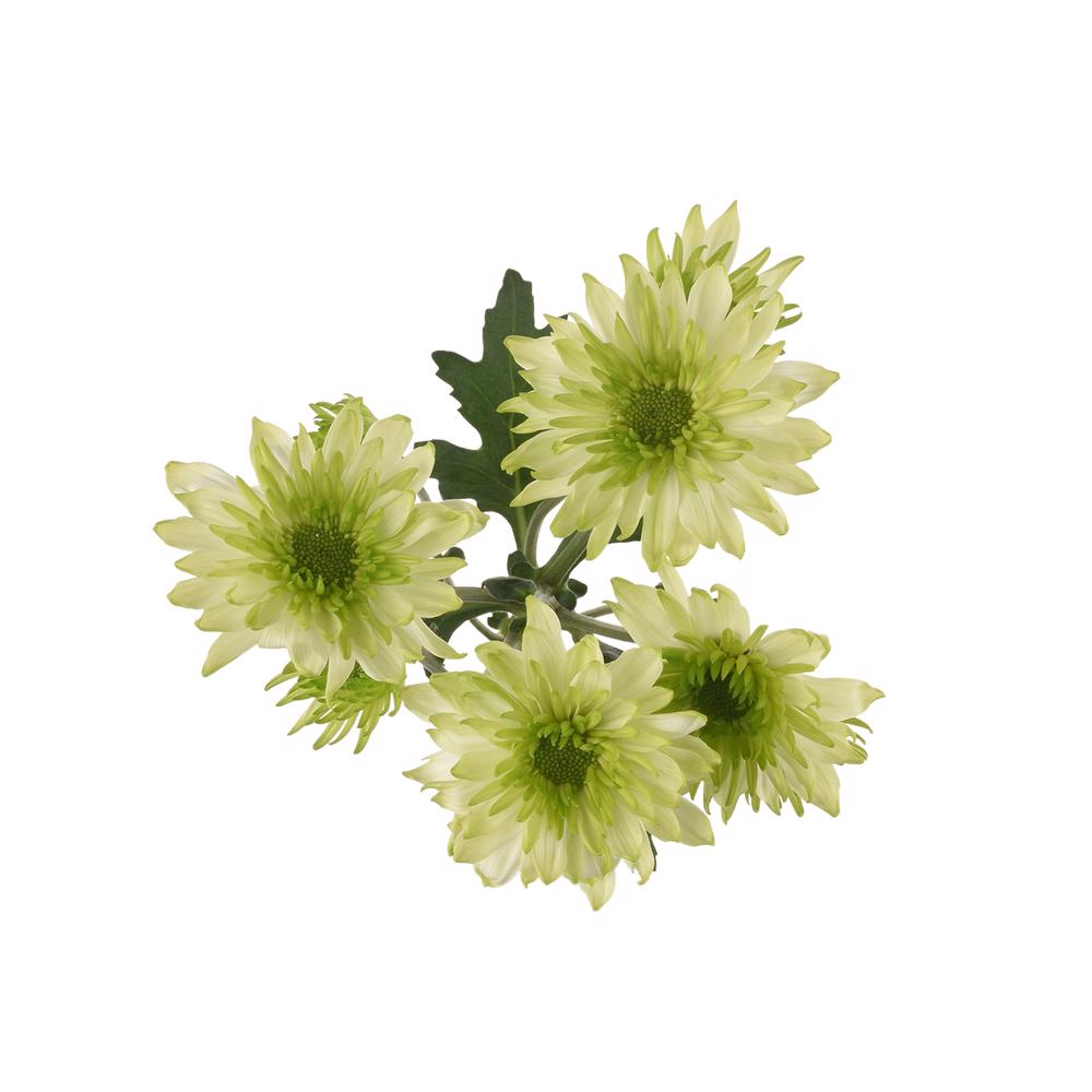 esmeralda-farms-pompon-novelty-lemonpie-5