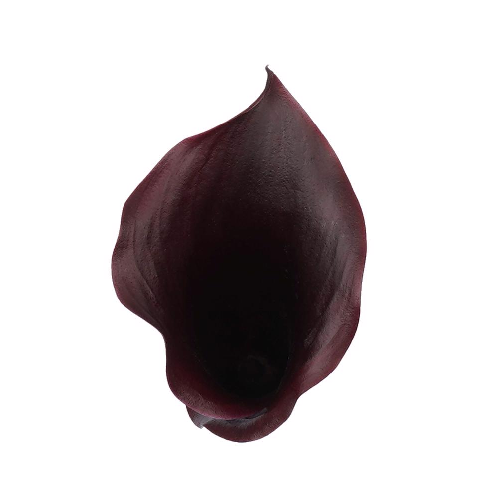 esmeralda-farms-mini-calla-lily-black-velvet-4