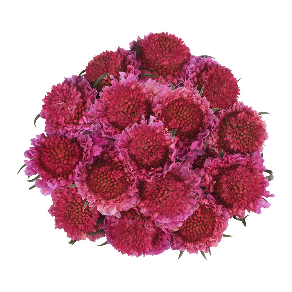 esmeralda-farms-scabiosa-lavender-hot-pink-5