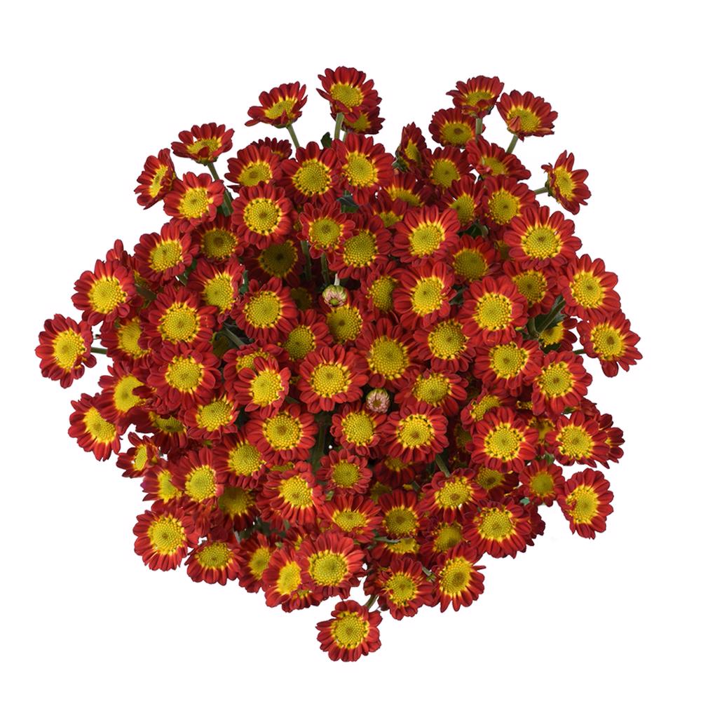 esmeralda-farms-pompon-novelty-tobago-3