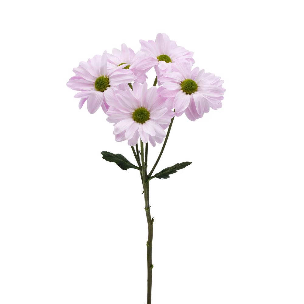 esmeralda-farms-pompon-daisy-alma-pink-4