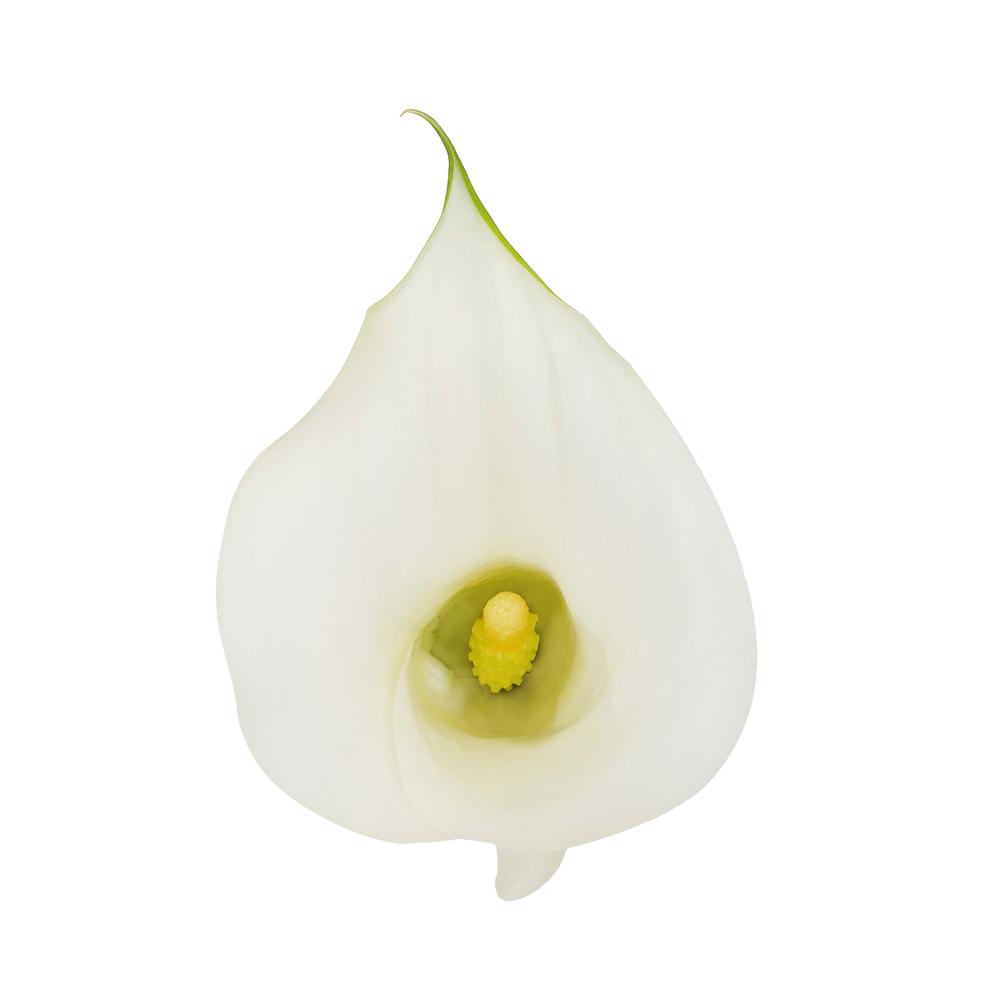 esmeralda-farms-mini-calla-lily-pure-art-4
