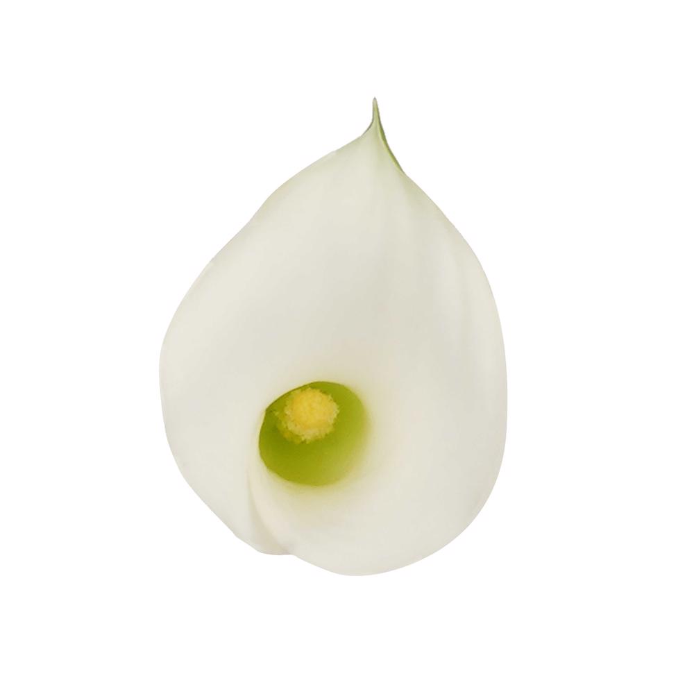 esmeralda-farms-mini-calla-lily-aspen-w-4