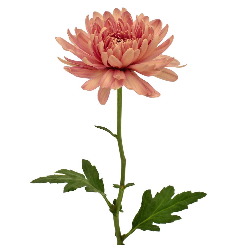 esmeralda-farms-disbud-linette-3