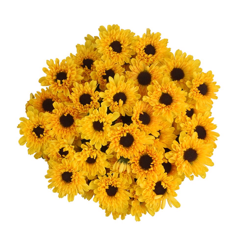 esmeralda-farms-pompon-novelty-micro-vybowl-3