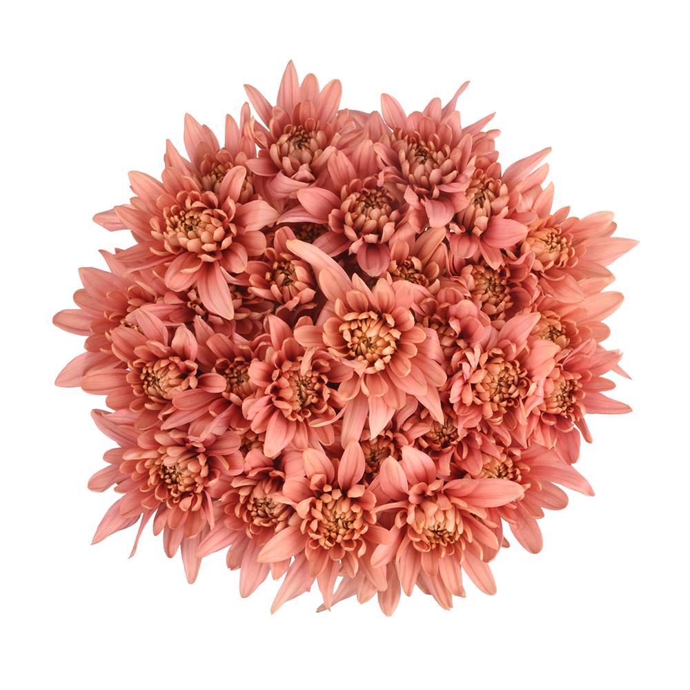 esmeralda-farms-cushion-veronica-salmon-3