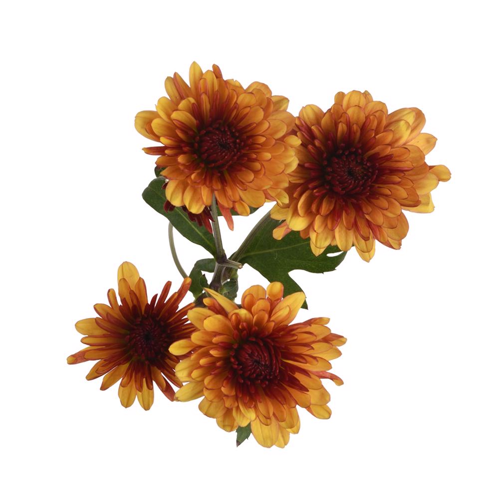 esmeralda-farms-pompon-cushion-prinz-4