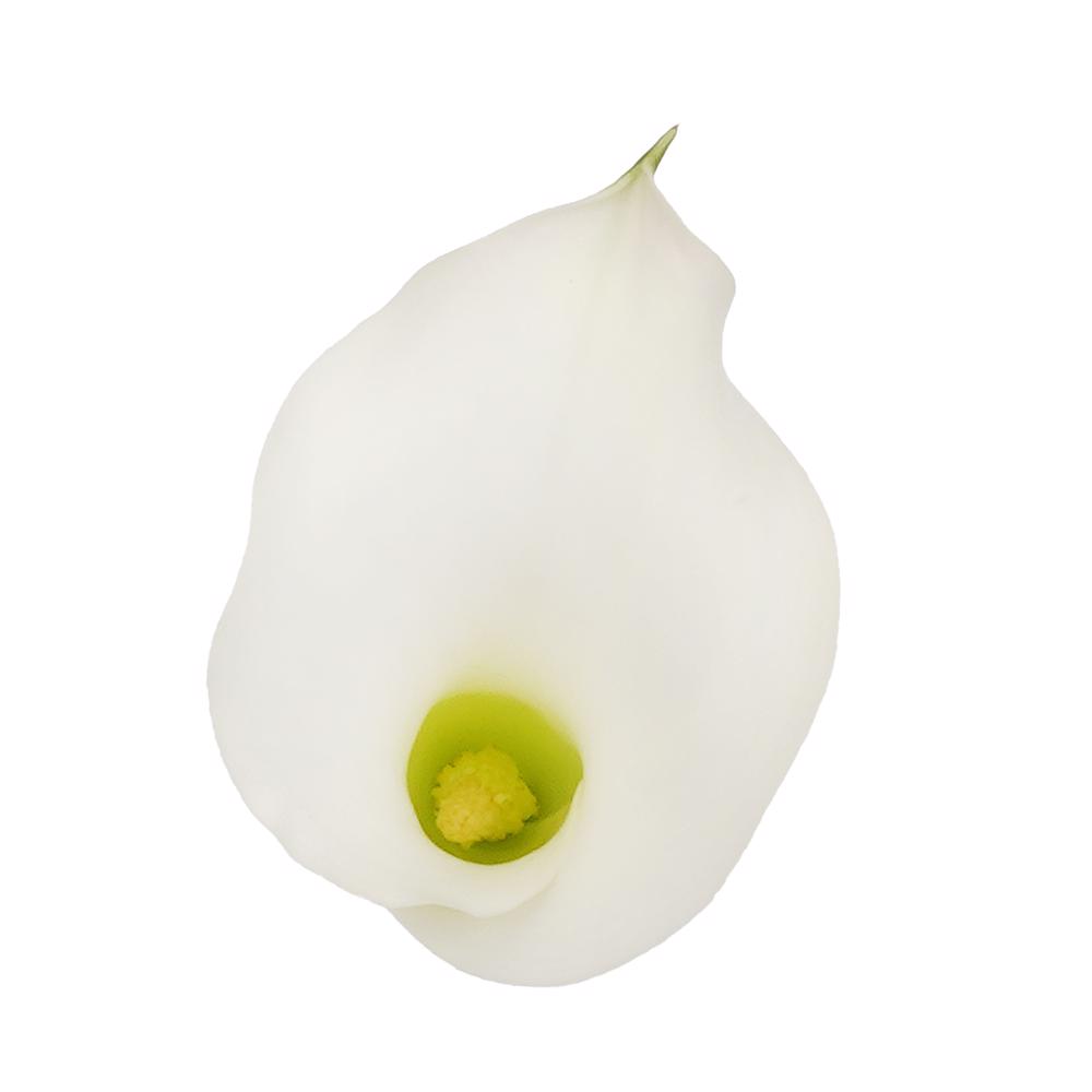 esmeralda-farms-mini-calla-lily-aspen-b-4