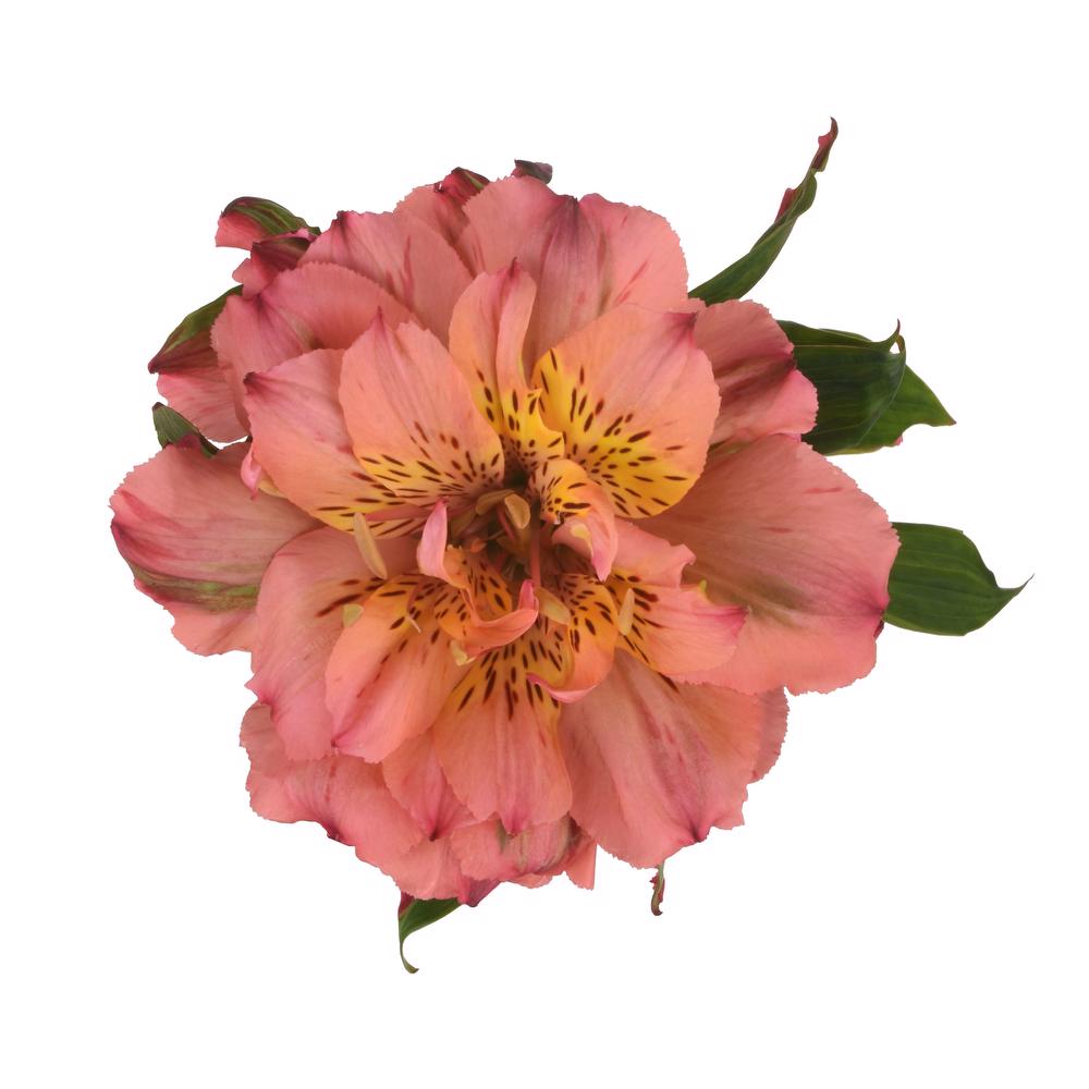 esmeralda-farms-alstroemeria-fashionista-pink-5