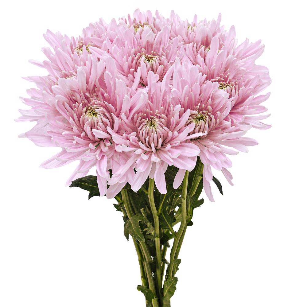 esmeralda-farms-disbud-candy-floss-3