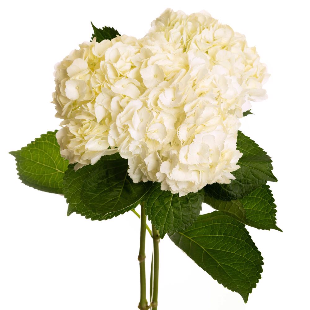 esmeralda-hydrangea-premium-white