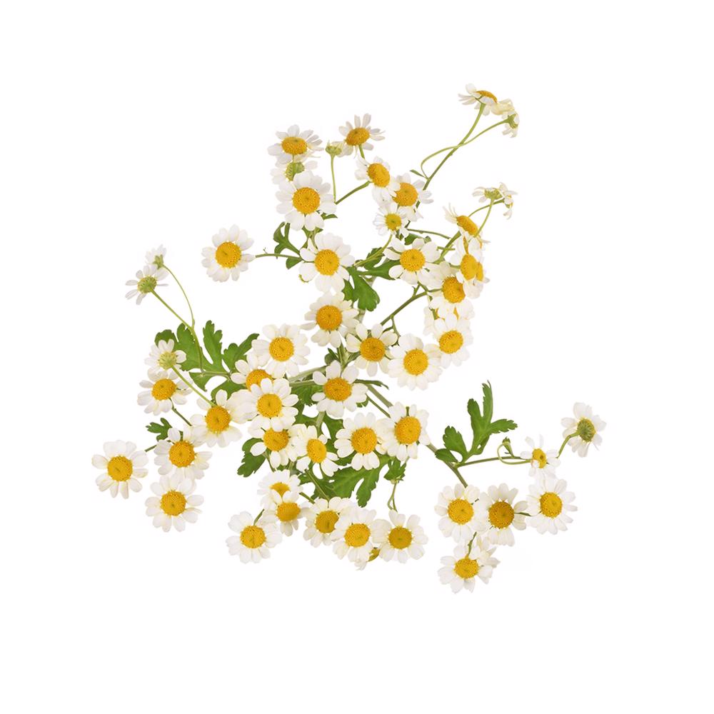 esmeralda-farms-matricaria-white-5