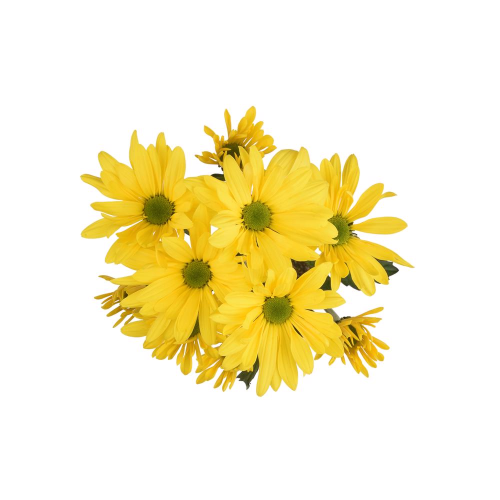 esmeralda-farms-pompon-daisy-firefly-5