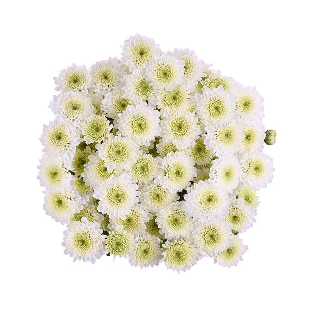 esmeralda-farms-pompon-button-cloud-3