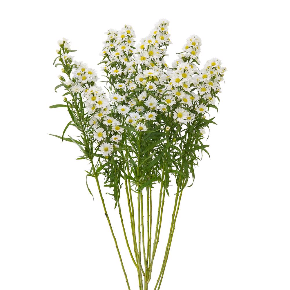 esmeralda-farms-mardi-gras-aster-white-4