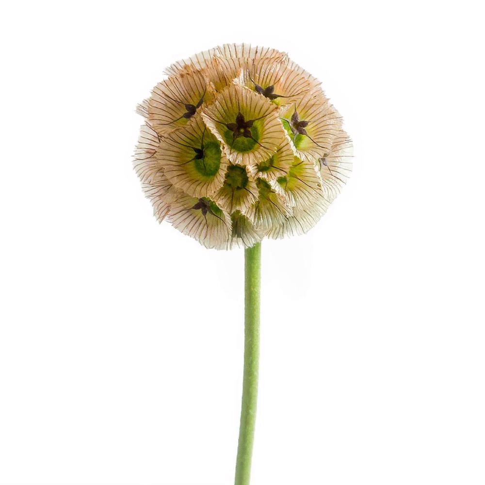 esmeralda-farms-scabiosa-stellata-pods-3