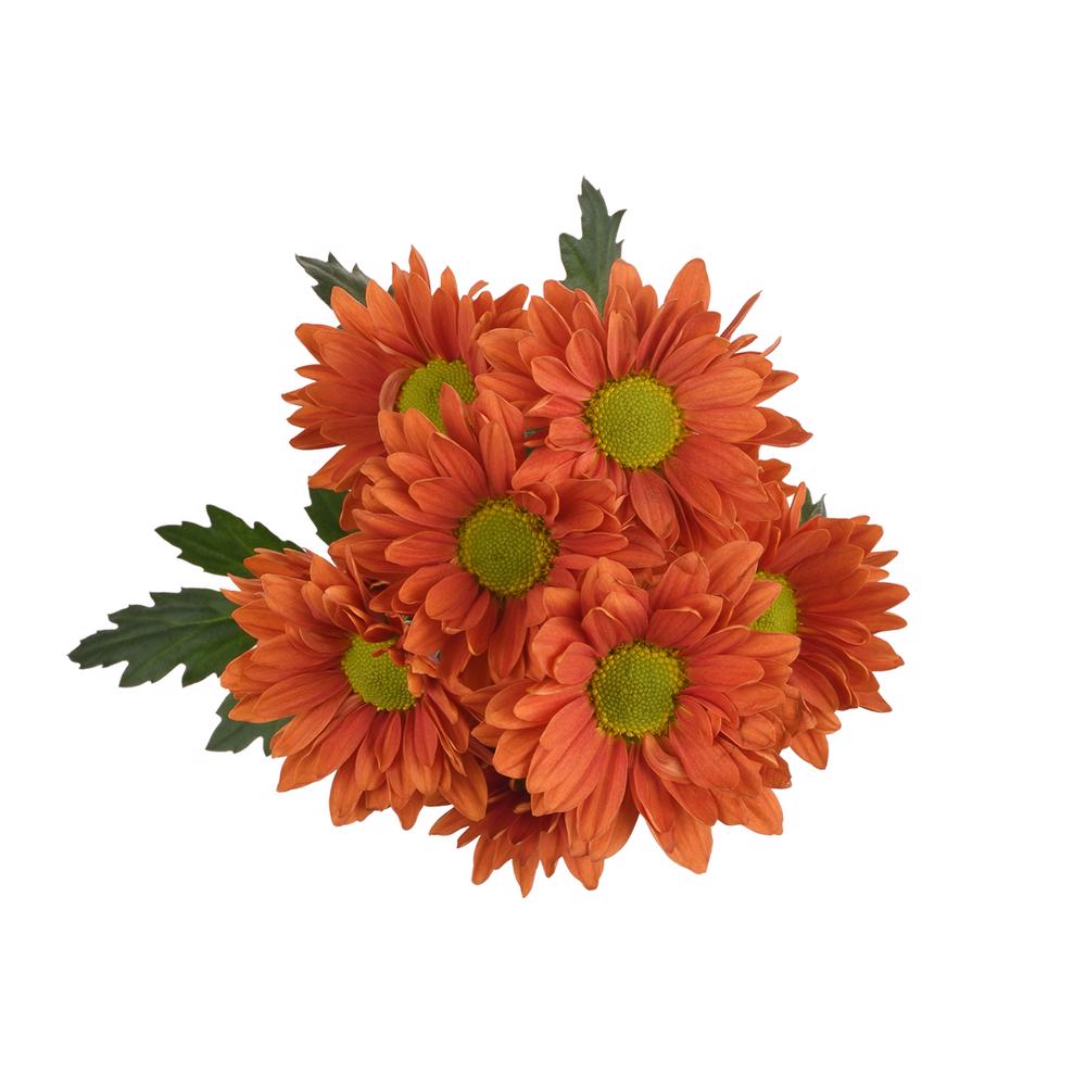 esmeralda-farms-pompon-daisy-harley-4