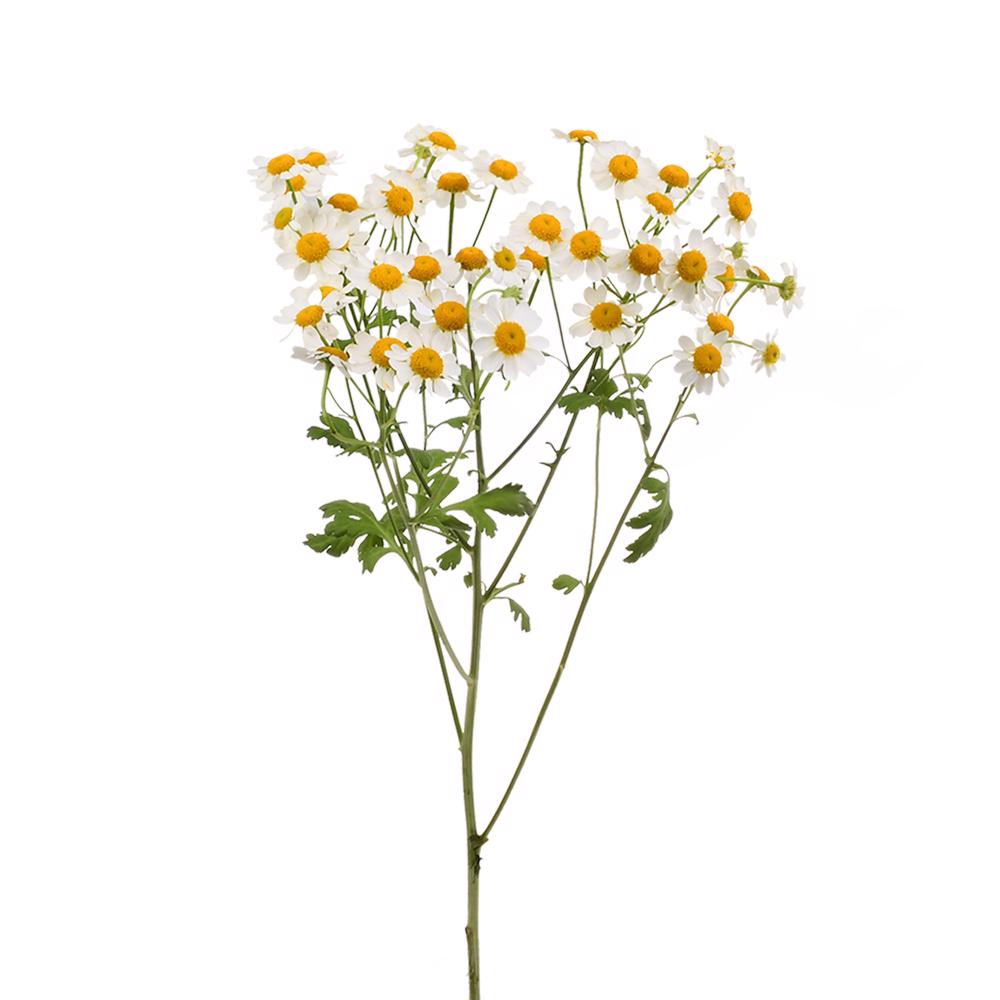 esmeralda-farms-matricaria-white-4