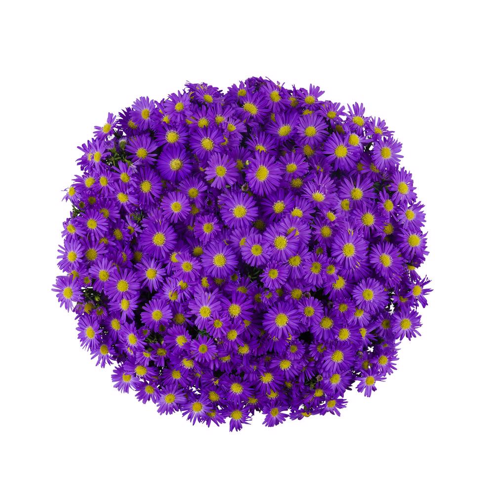 esmeralda-farms-mardi-gras-aster-purple-3