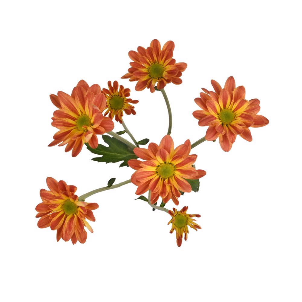 esmeralda-farms-pompon-daisy-maite-5