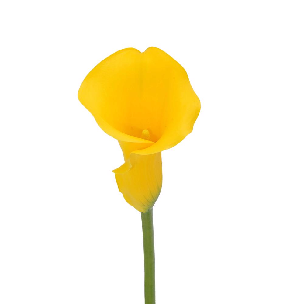 esmeralda-farms-mini-calla-lily-sunny-art-3