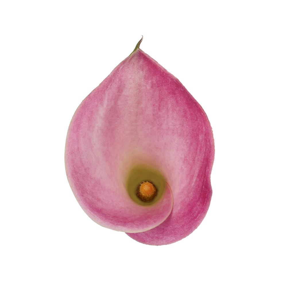 esmeralda-farms-mini-calla-lily-fantasia-4