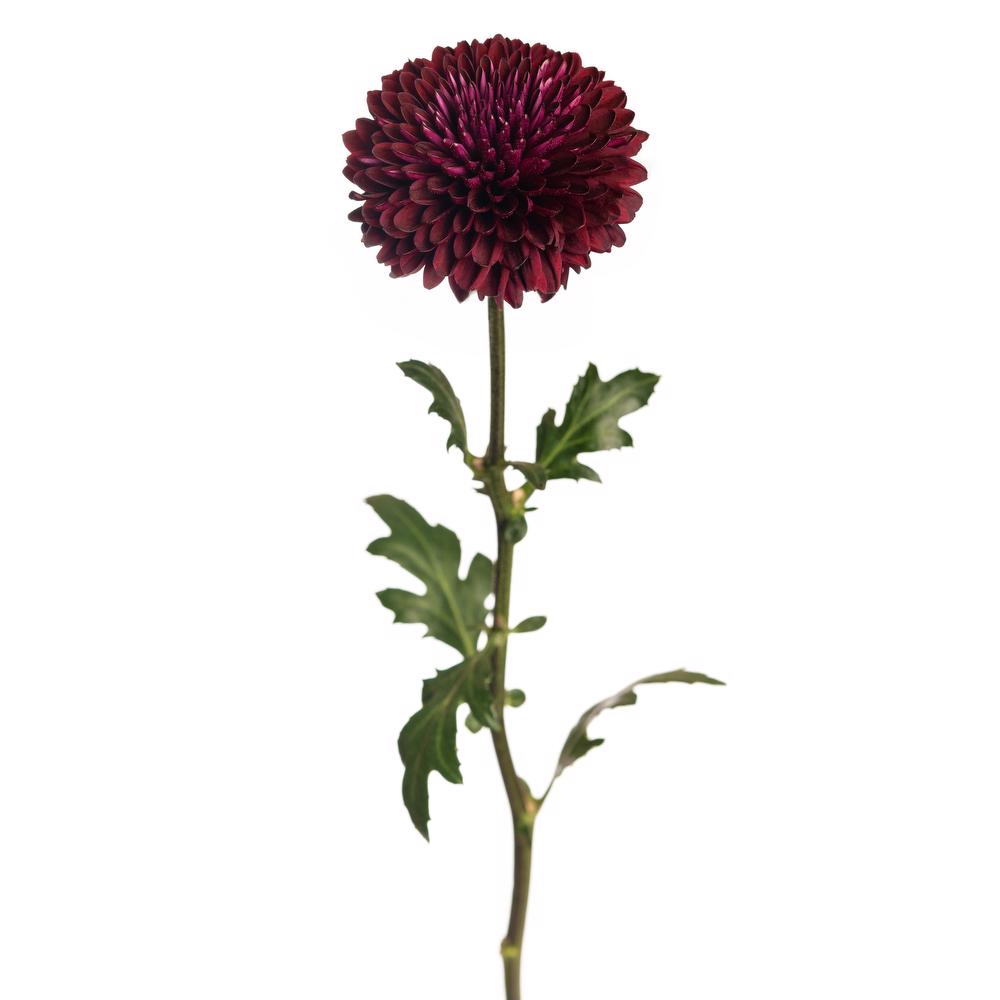 esmeralda-farms-cremon-ganache