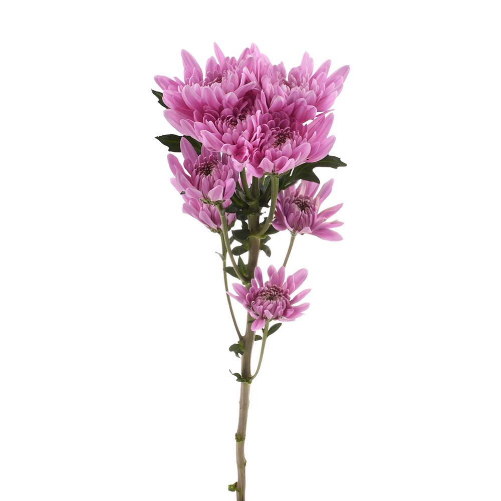 esmeralda-farms-pompon-cushion-veronica-4