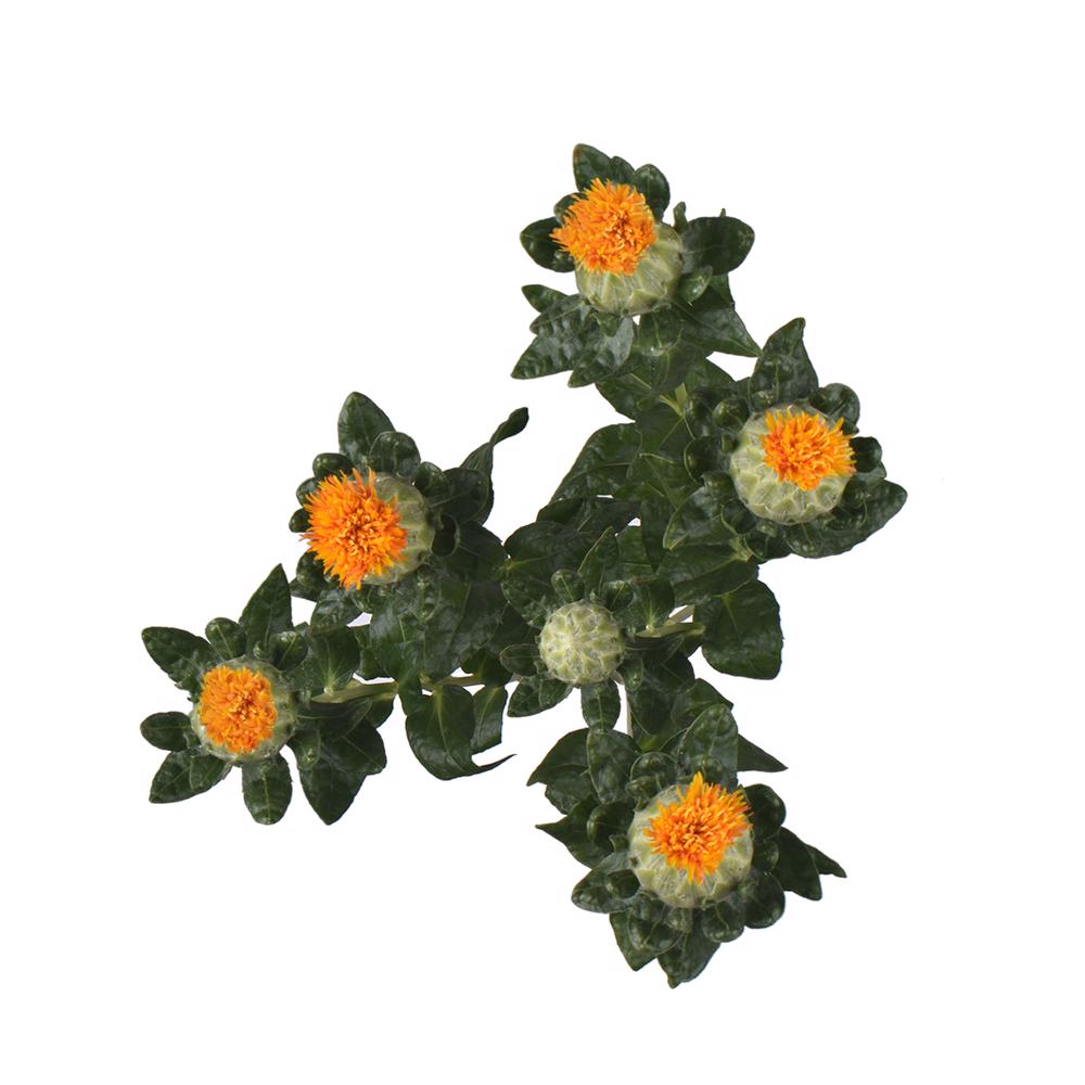 esmeralda-farms-carthamus-grenade-3