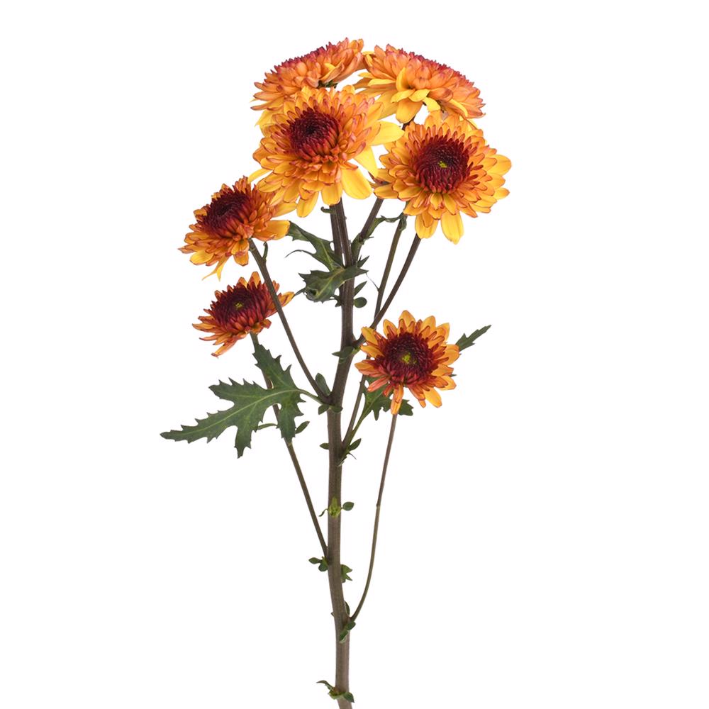 esmeralda-farms-pompon-leoness-4