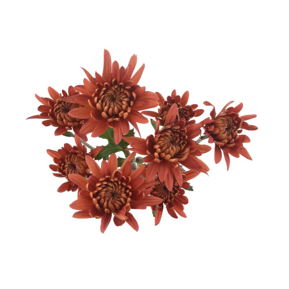 esmeralda-farms-pompon-cushion-flamma-5