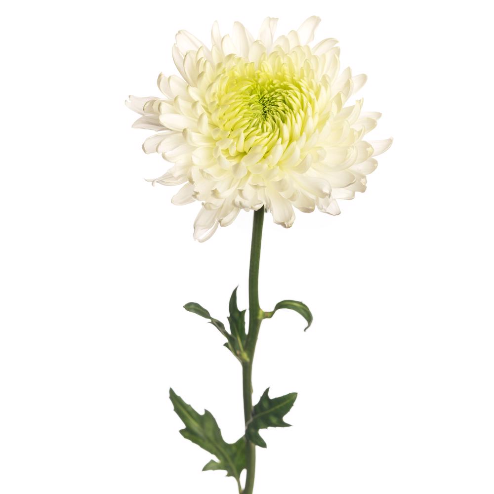 esmeralda-farms-cremon-magnum-white