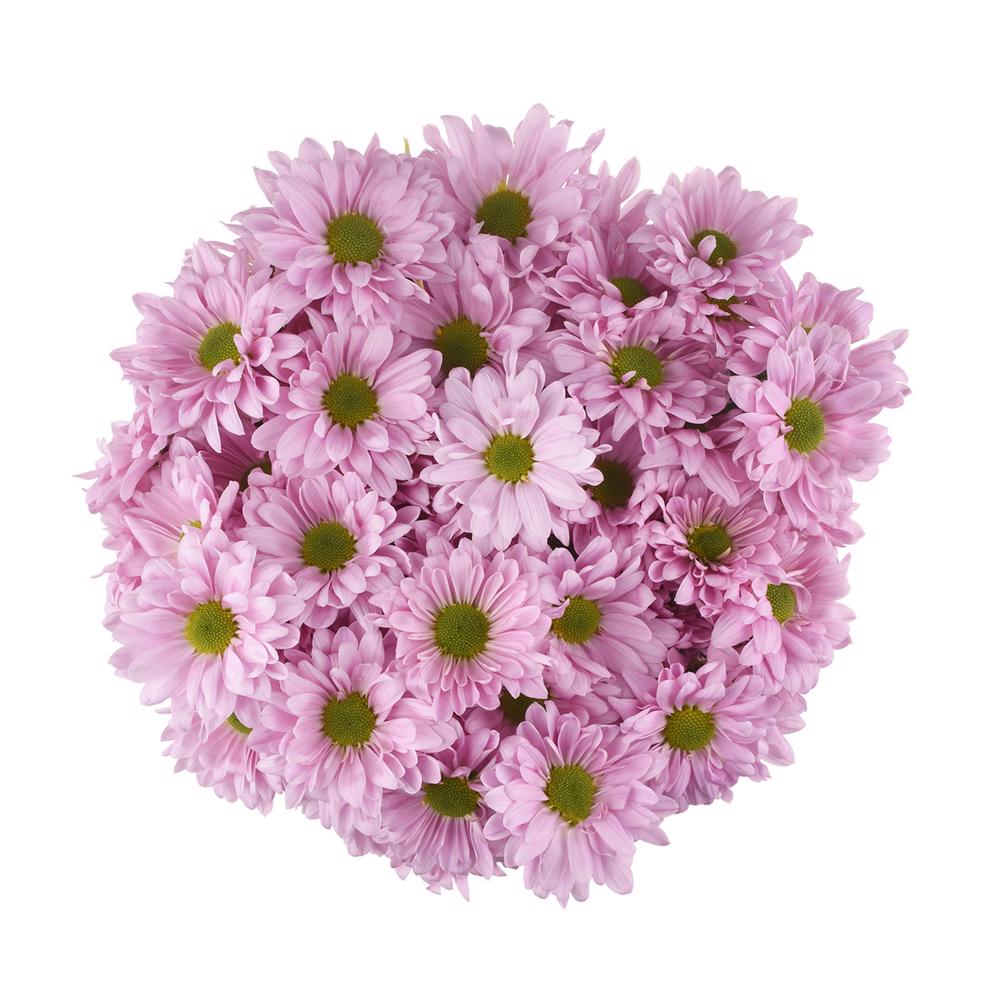 esmeralda-farms-pompon-daisy-cutie-pie-3