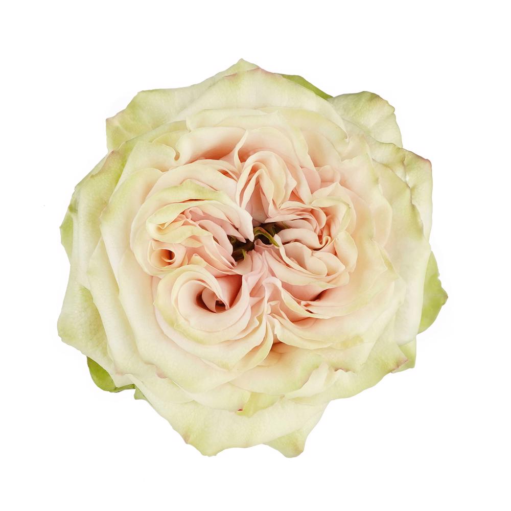 esmeralda-farms-rose-country-secret
