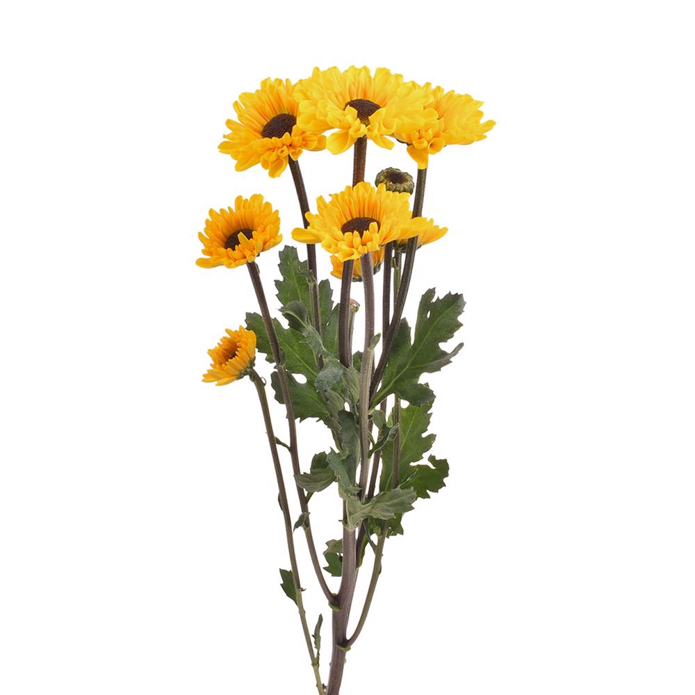 esmeralda-farms-pompon-novelty-micro-vybowl-4