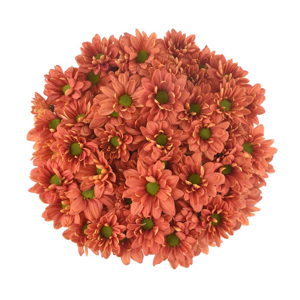 esmeralda-farms-pompon-daisy-punch-3