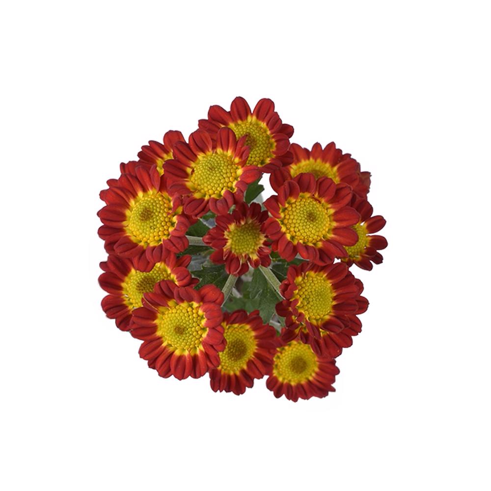 esmeralda-farms-pompon-novelty-tobago-5