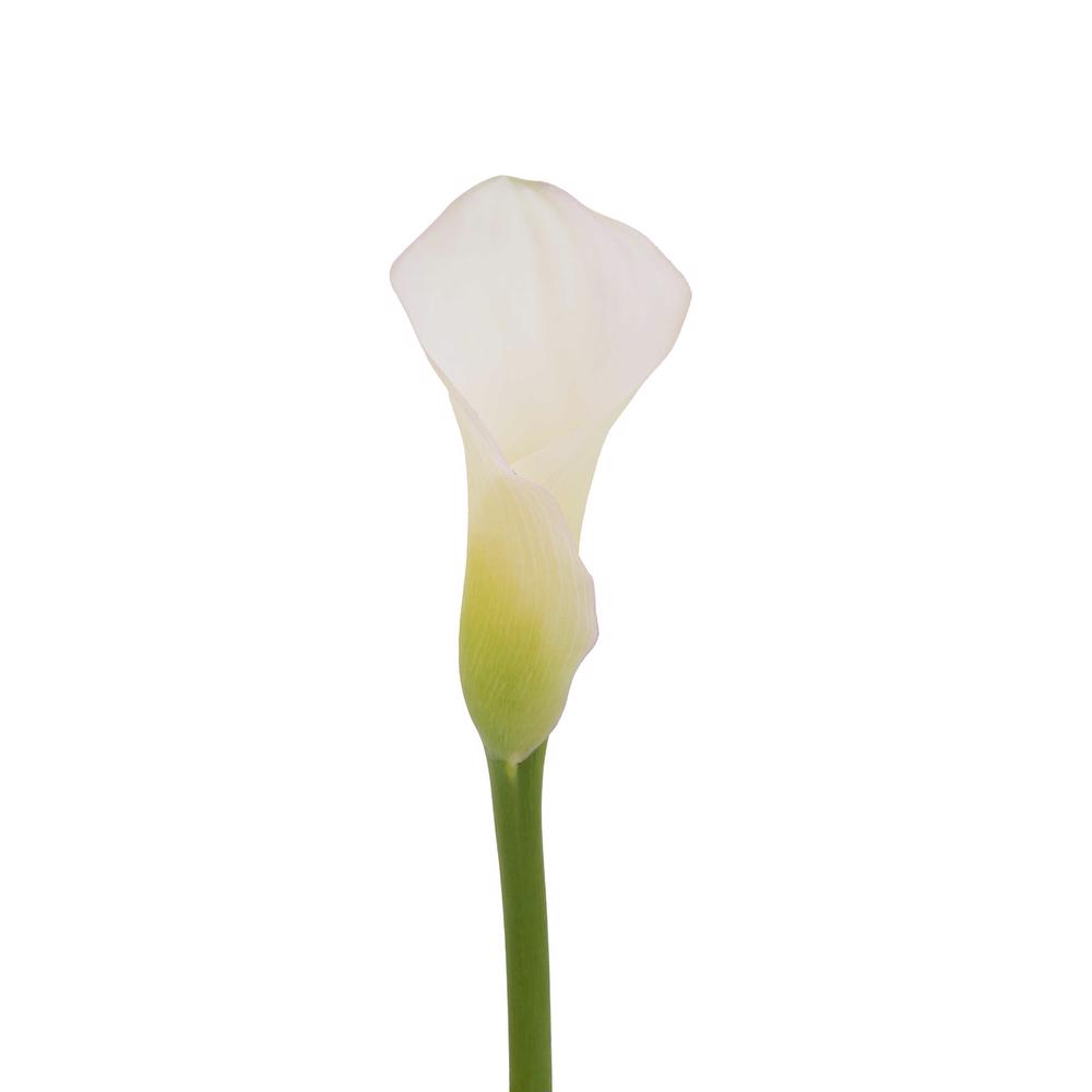 esmeralda-farms-mini-calla-lily-aspen-b-3
